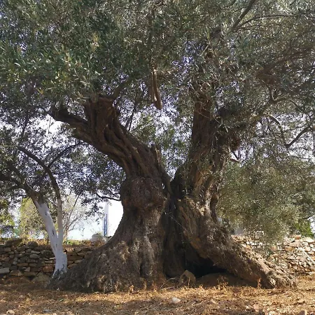 Ktima Elea أنديباروس