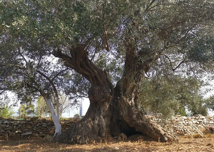 Ktima Elea Andiparos